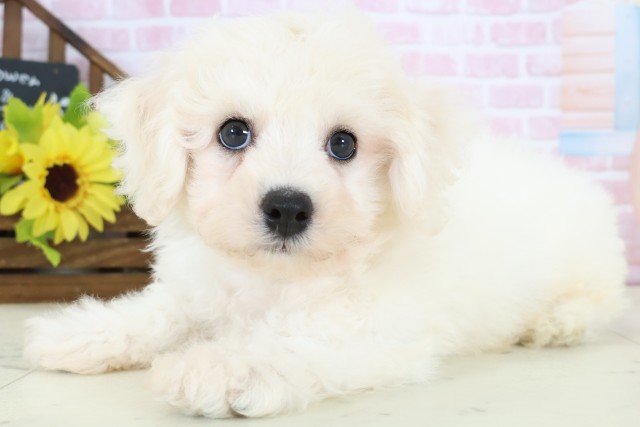 鳥取県のビションフリーゼ (Coo&RIKUラ・ムー鳥取東店/2025年12月28日生まれ/男の子/ホワイト)の子犬の3枚目の画像