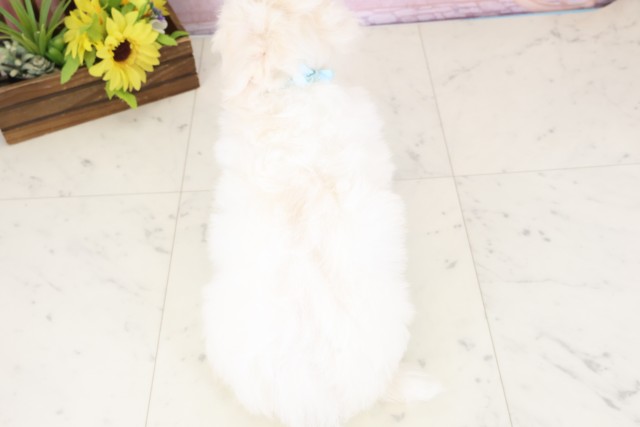 鳥取県のビションフリーゼ (Coo&RIKUラ・ムー鳥取東店/2025年12月28日生まれ/男の子/ホワイト)の子犬の4枚目の画像