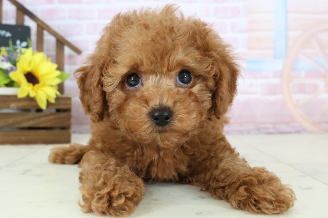 広島県のトイプードル(トイ) (Coo&RIKU広島北店/2026年1月2日生まれ/男の子/アプリコット)の子犬の1枚目の画像