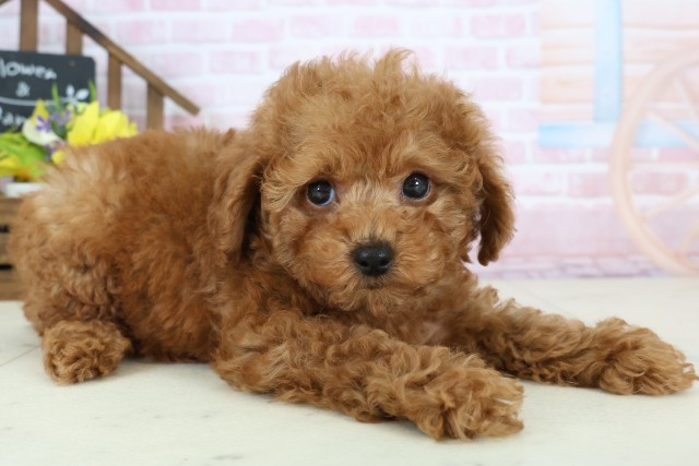 広島県のトイプードル(トイ) (Coo&RIKU広島北店/2026年1月2日生まれ/男の子/アプリコット)の子犬の2枚目の画像