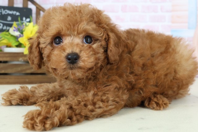 広島県のトイプードル(トイ) (Coo&RIKU広島北店/2026年1月2日生まれ/男の子/アプリコット)の子犬の3枚目の画像