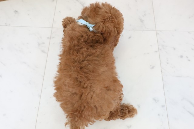 広島県のトイプードル(トイ) (Coo&RIKU広島北店/2026年1月2日生まれ/男の子/アプリコット)の子犬の4枚目の画像
