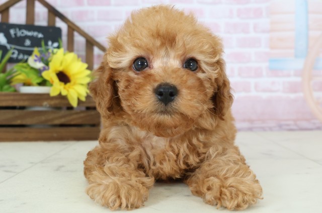 福岡県のトイプードル(トイ) (Coo&RIKU筑後店/2026年1月2日生まれ/女の子/アプリコット)の子犬の1枚目の画像