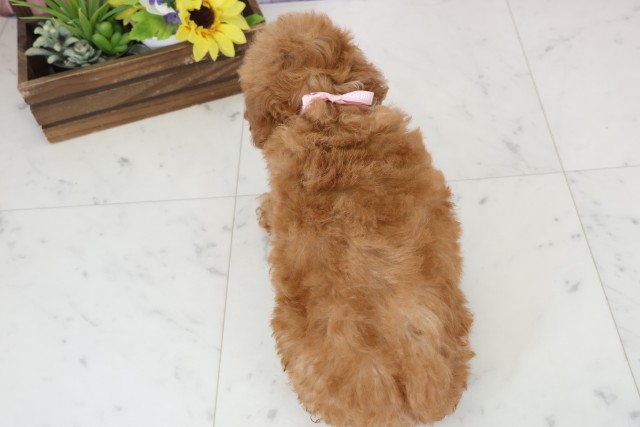 福岡県のトイプードル(トイ) (Coo&RIKU筑後店/2026年1月2日生まれ/女の子/アプリコット)の子犬の4枚目の画像