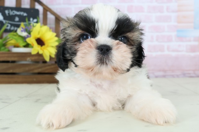 広島県のシーズー (Coo&RIKU広島北店/2026年1月3日生まれ/男の子/ゴールドホワイト)の子犬の1枚目の画像