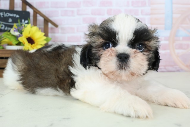 広島県のシーズー (Coo&RIKU広島北店/2026年1月3日生まれ/男の子/ゴールドホワイト)の子犬の2枚目の画像