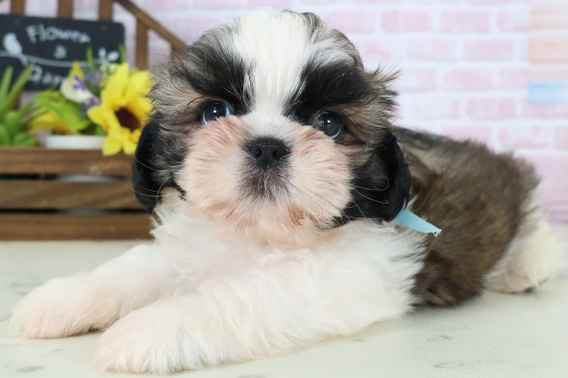 広島県のシーズー (Coo&RIKU広島北店/2026年1月3日生まれ/男の子/ゴールドホワイト)の子犬の3枚目の画像