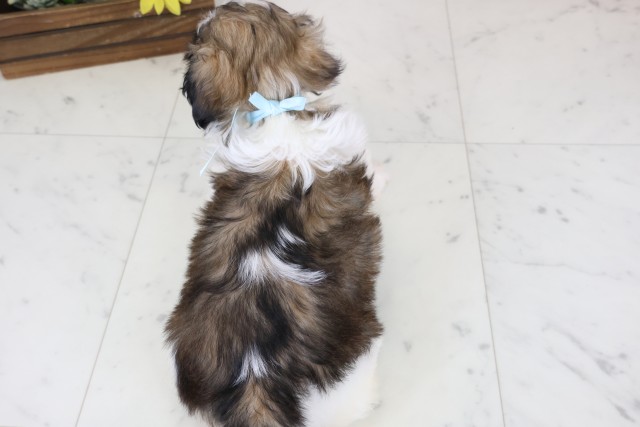 広島県のシーズー (Coo&RIKU広島北店/2026年1月3日生まれ/男の子/ゴールドホワイト)の子犬の4枚目の画像