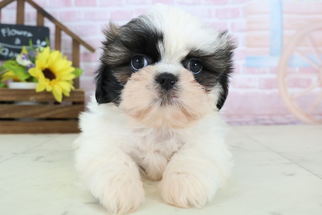 広島県のシーズー (Coo&RIKUゆめタウン大竹店/2026年1月3日生まれ/男の子/ゴールドホワイト)の子犬