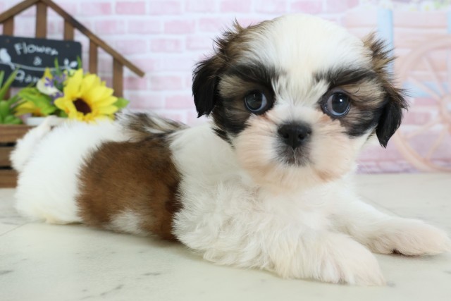 香川県のシーズー (Coo&RIKU高松上福岡店/2026年1月3日生まれ/女の子/ゴールドホワイト)の子犬の2枚目の画像