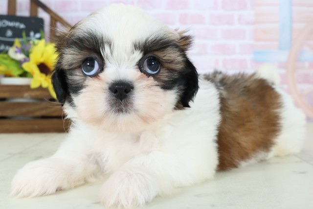 香川県のシーズー (Coo&RIKU高松上福岡店/2026年1月3日生まれ/女の子/ゴールドホワイト)の子犬の3枚目の画像