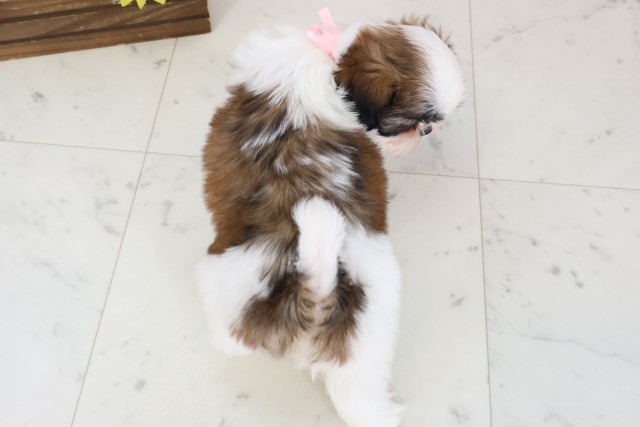 香川県のシーズー (Coo&RIKU高松上福岡店/2026年1月3日生まれ/女の子/ゴールドホワイト)の子犬の4枚目の画像