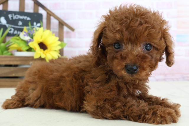 愛媛県のトイプードル(トイ) (Coo&RIKU愛媛松山店/2026年1月4日生まれ/男の子/レッド)の子犬の2枚目の画像