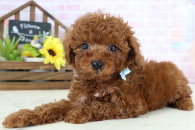 愛媛県のトイプードル(トイ) (Coo&RIKU愛媛松山店/2026年1月4日生まれ/男の子/レッド)の子犬の3枚目の画像