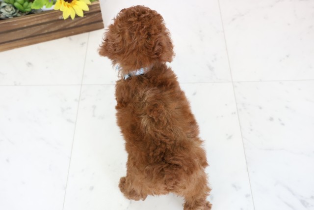 愛媛県のトイプードル(トイ) (Coo&RIKU愛媛松山店/2026年1月4日生まれ/男の子/レッド)の子犬の4枚目の画像