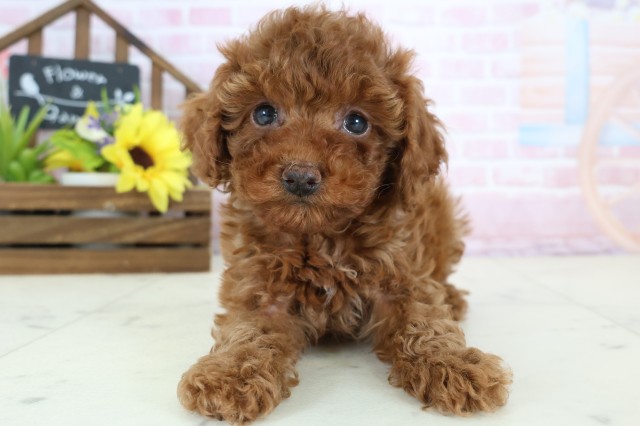 福岡県のトイプードル(トイ) (Coo&RIKU大牟田店/2026年1月4日生まれ/男の子/レッド)の子犬の1枚目の画像