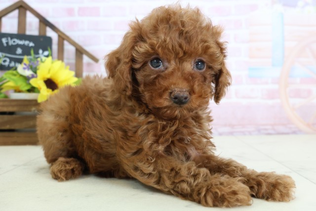 福岡県のトイプードル(トイ) (Coo&RIKU大牟田店/2026年1月4日生まれ/男の子/レッド)の子犬の2枚目の画像