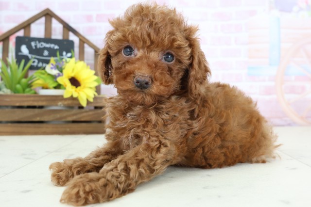 福岡県のトイプードル(トイ) (Coo&RIKU大牟田店/2026年1月4日生まれ/男の子/レッド)の子犬の3枚目の画像