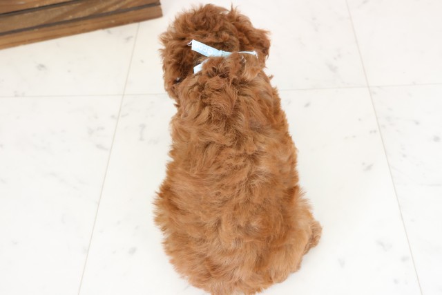 福岡県のトイプードル(トイ) (Coo&RIKU大牟田店/2026年1月4日生まれ/男の子/レッド)の子犬の4枚目の画像