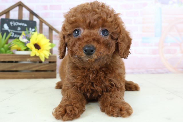 熊本県のトイプードル(トイ) (Coo&RIKU宇土シティモール店/2026年1月4日生まれ/男の子/レッド)の子犬の1枚目の画像