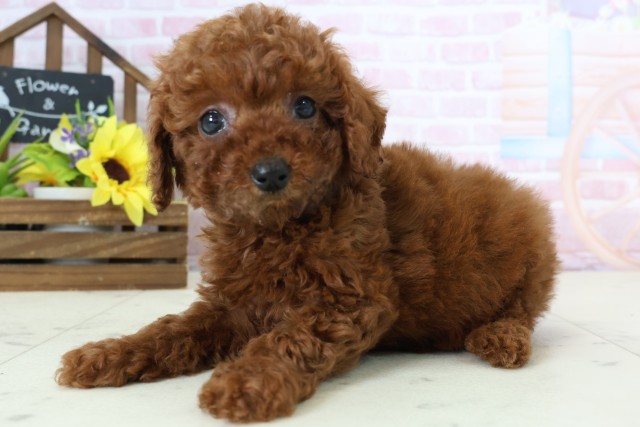 熊本県のトイプードル(トイ) (Coo&RIKU宇土シティモール店/2026年1月4日生まれ/男の子/レッド)の子犬の3枚目の画像