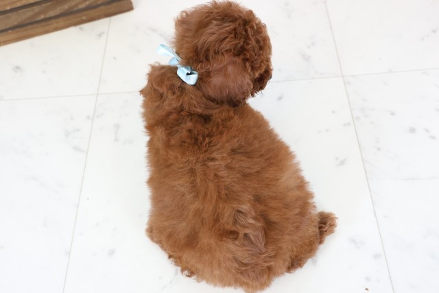 熊本県のトイプードル(トイ) (Coo&RIKU宇土シティモール店/2026年1月4日生まれ/男の子/レッド)の子犬の4枚目の画像