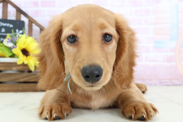 岡山県のミニチュアダックスフンド(ロング) (Coo&RIKU岡山店/2025年12月1日生まれ/男の子/ゴールド)の子犬の1枚目の画像