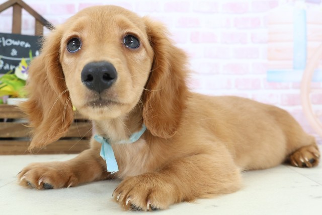 岡山県のミニチュアダックスフンド(ロング) (Coo&RIKU岡山店/2025年12月1日生まれ/男の子/ゴールド)の子犬の3枚目の画像