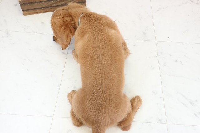 岡山県のミニチュアダックスフンド(ロング) (Coo&RIKU岡山店/2025年12月1日生まれ/男の子/ゴールド)の子犬の4枚目の画像