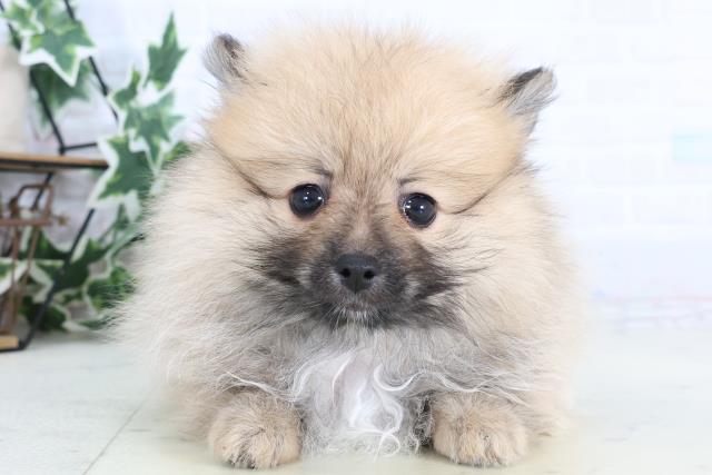 愛媛県のポメラニアン (Coo&RIKUイオンタウン川之江店/2025年12月31日生まれ/女の子/ウルフセーブル)の子犬の1枚目の画像
