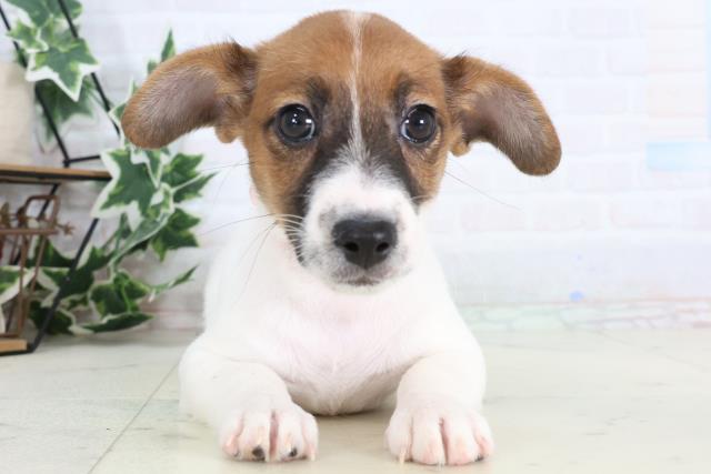 岡山県のジャックラッセルテリア (Coo&RIKU岡山店/2025年12月31日生まれ/女の子/タンホワイト)の子犬の1枚目の画像