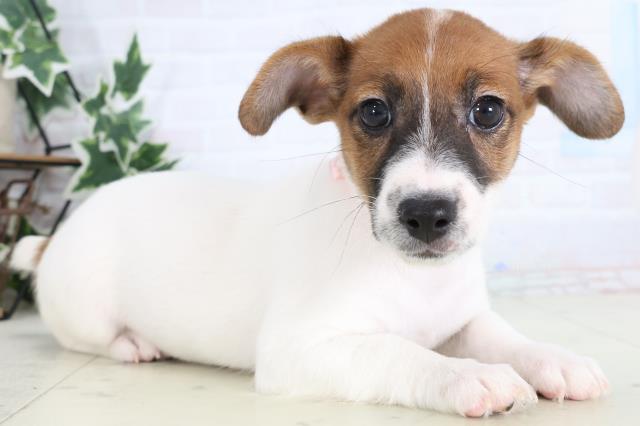 岡山県のジャックラッセルテリア (Coo&RIKU岡山店/2025年12月31日生まれ/女の子/タンホワイト)の子犬の2枚目の画像