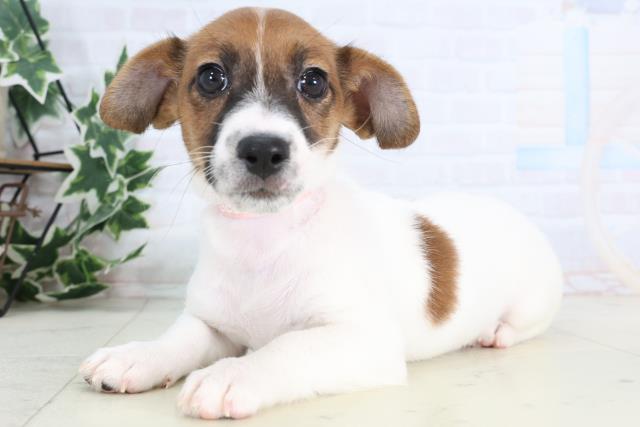 岡山県のジャックラッセルテリア (Coo&RIKU岡山店/2025年12月31日生まれ/女の子/タンホワイト)の子犬の3枚目の画像