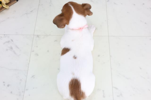 岡山県のジャックラッセルテリア (Coo&RIKU岡山店/2025年12月31日生まれ/女の子/タンホワイト)の子犬の4枚目の画像
