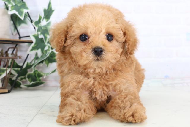 高知県のトイプードル(トイ) (Coo&RIKUのいち店/2026年1月1日生まれ/男の子/レッド)の子犬の1枚目の画像