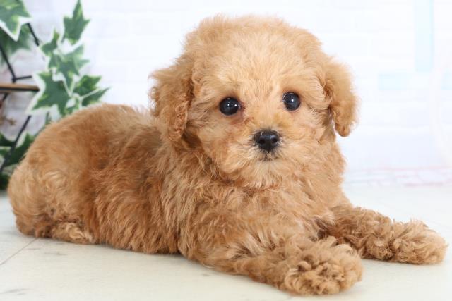 高知県のトイプードル(トイ) (Coo&RIKUのいち店/2026年1月1日生まれ/男の子/レッド)の子犬の2枚目の画像