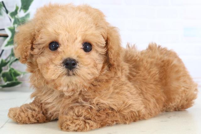 高知県のトイプードル(トイ) (Coo&RIKUのいち店/2026年1月1日生まれ/男の子/レッド)の子犬の3枚目の画像