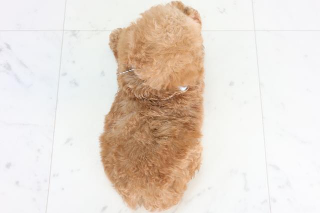 高知県のトイプードル(トイ) (Coo&RIKUのいち店/2026年1月1日生まれ/男の子/レッド)の子犬の4枚目の画像