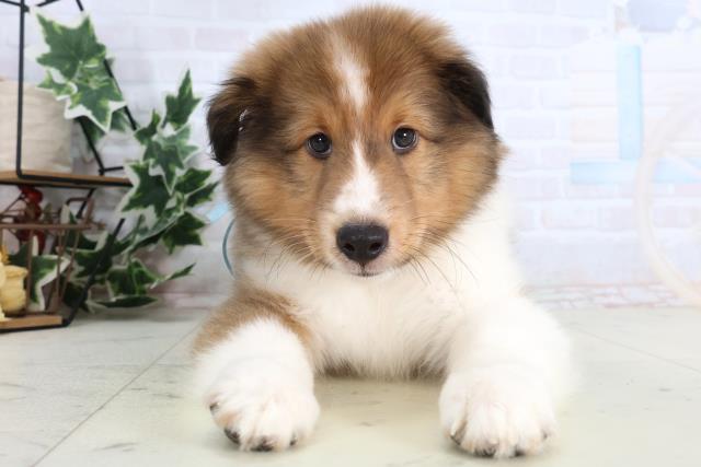 岡山県のシェットランドシープドッグ (Coo&RIKU岡山店/2026年1月1日生まれ/男の子/セーブルホワイト)の子犬の1枚目の画像