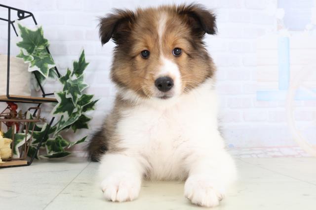 福岡県のシェットランドシープドッグ (Coo&RIKUゆめタウン飯塚店/2026年1月1日生まれ/女の子/セーブルホワイト)の子犬の1枚目の画像