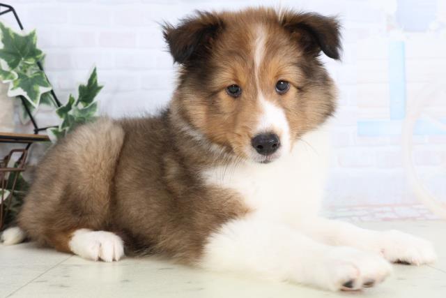 福岡県のシェットランドシープドッグ (Coo&RIKUゆめタウン飯塚店/2026年1月1日生まれ/女の子/セーブルホワイト)の子犬の2枚目の画像