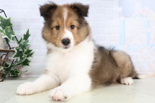 福岡県のシェットランドシープドッグ (Coo&RIKUゆめタウン飯塚店/2026年1月1日生まれ/女の子/セーブルホワイト)の子犬の3枚目の画像