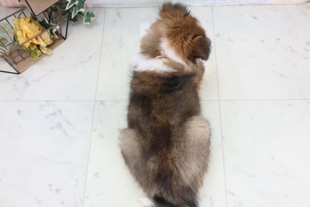 福岡県のシェットランドシープドッグ (Coo&RIKUゆめタウン飯塚店/2026年1月1日生まれ/女の子/セーブルホワイト)の子犬の4枚目の画像