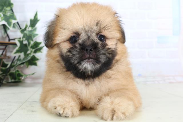 愛媛県のポメズー/ポメシーズ(ポメラニアン×シーズー) (Coo&RIKU愛媛松山店/2026年1月1日生まれ/男の子/ウルフセーブル)の子犬の1枚目の画像