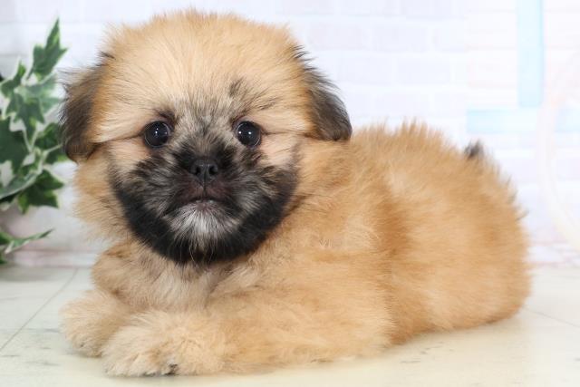 愛媛県のポメズー/ポメシーズ(ポメラニアン×シーズー) (Coo&RIKU愛媛松山店/2026年1月1日生まれ/男の子/ウルフセーブル)の子犬の3枚目の画像