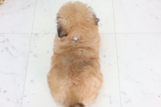 愛媛県のポメズー/ポメシーズ(ポメラニアン×シーズー) (Coo&RIKU愛媛松山店/2026年1月1日生まれ/男の子/ウルフセーブル)の子犬の4枚目の画像