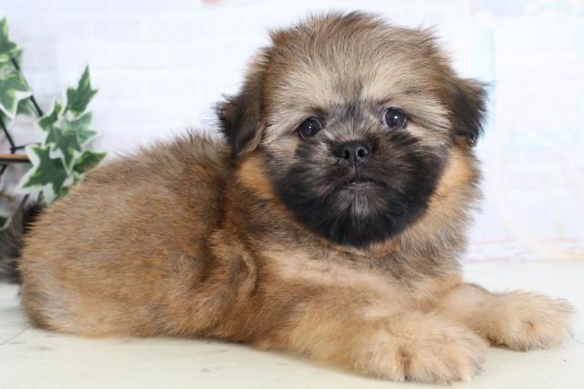 広島県のポメズー/ポメシーズ(ポメラニアン×シーズー) (Coo&RIKUゆめタウン大竹店/2026年1月1日生まれ/男の子/ウルフセーブル)の子犬の2枚目の画像