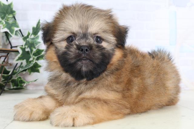 広島県のポメズー/ポメシーズ(ポメラニアン×シーズー) (Coo&RIKUゆめタウン大竹店/2026年1月1日生まれ/男の子/ウルフセーブル)の子犬の3枚目の画像