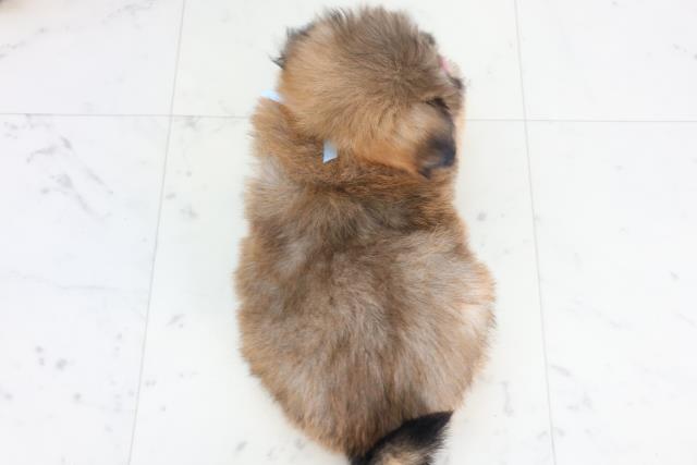 広島県のポメズー/ポメシーズ(ポメラニアン×シーズー) (Coo&RIKUゆめタウン大竹店/2026年1月1日生まれ/男の子/ウルフセーブル)の子犬の4枚目の画像