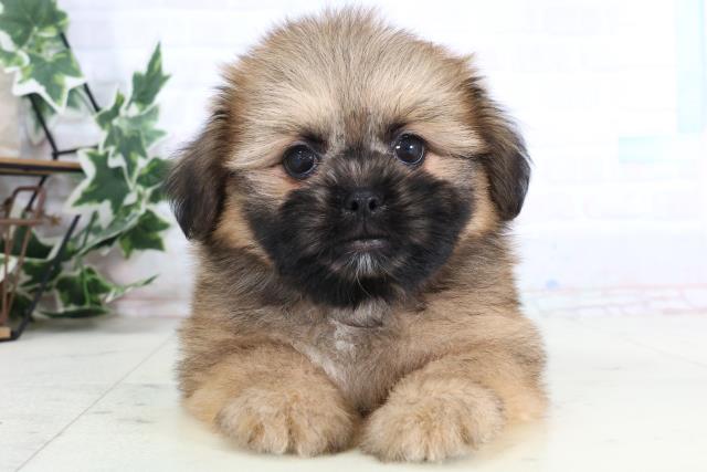 鳥取県のポメズー/ポメシーズ(ポメラニアン×シーズー) (Coo&RIKUラ・ムー鳥取東店/2026年1月1日生まれ/女の子/ウルフセーブル)の子犬の1枚目の画像